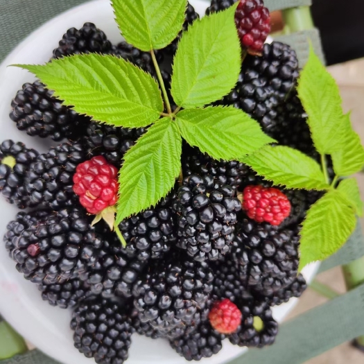 莱阳市黑莓水果