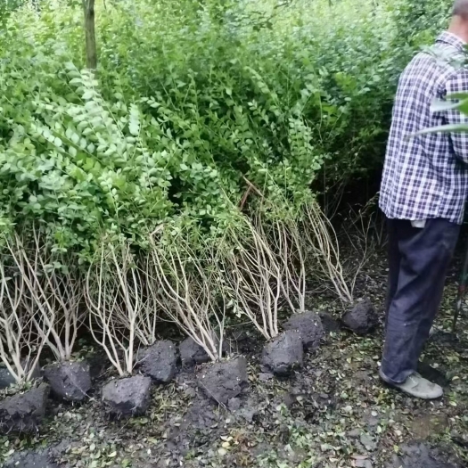 都江堰市毛叶丁香绿篱1米6高，成都种植户