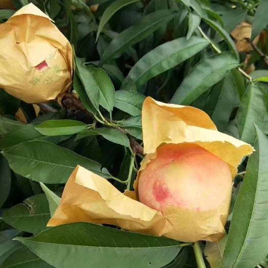 仙居县蜜桃