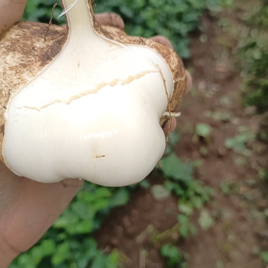 关岭县凉薯