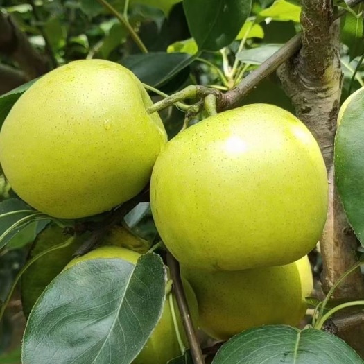砀山县皇冠梨