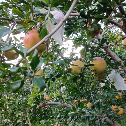会理市石榴