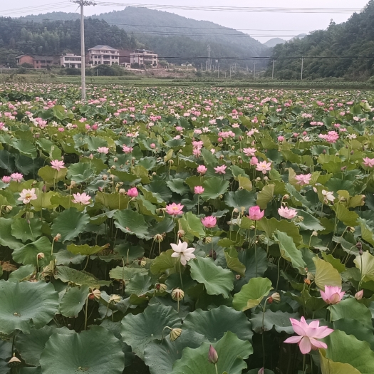 衡南县湘莲