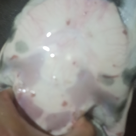 甲鱼