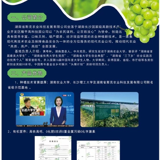 澧县阳光玫瑰