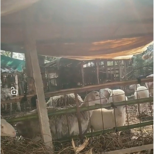 望江县绵羊