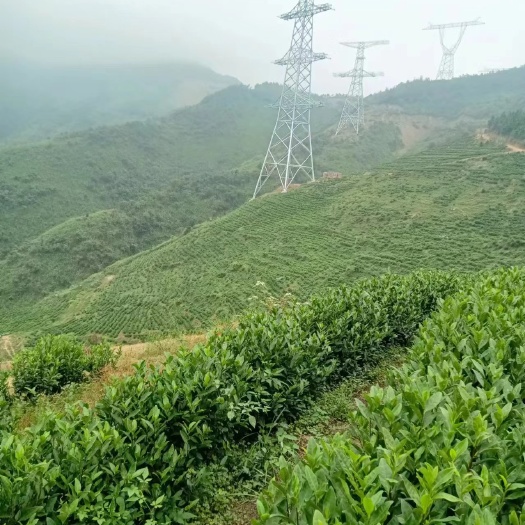 瑞昌市新白茶