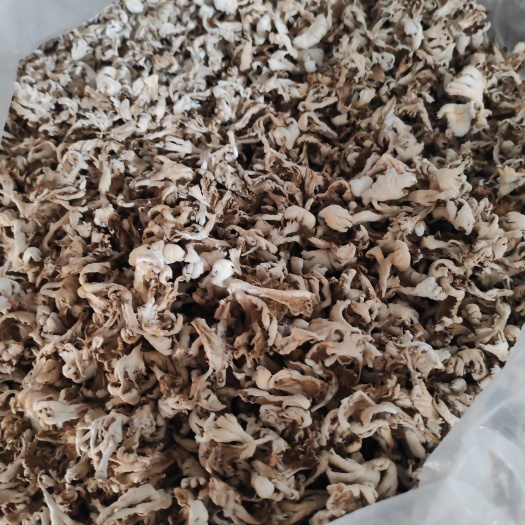毕节白参菌