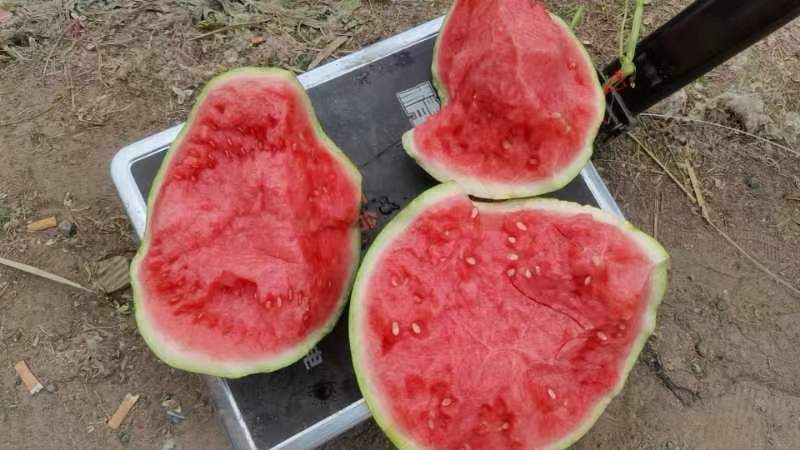 柳州麒麟瓜