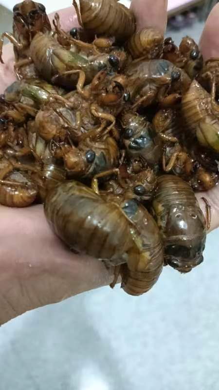 南县金蝉