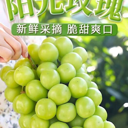 灵宝市阳光玫瑰