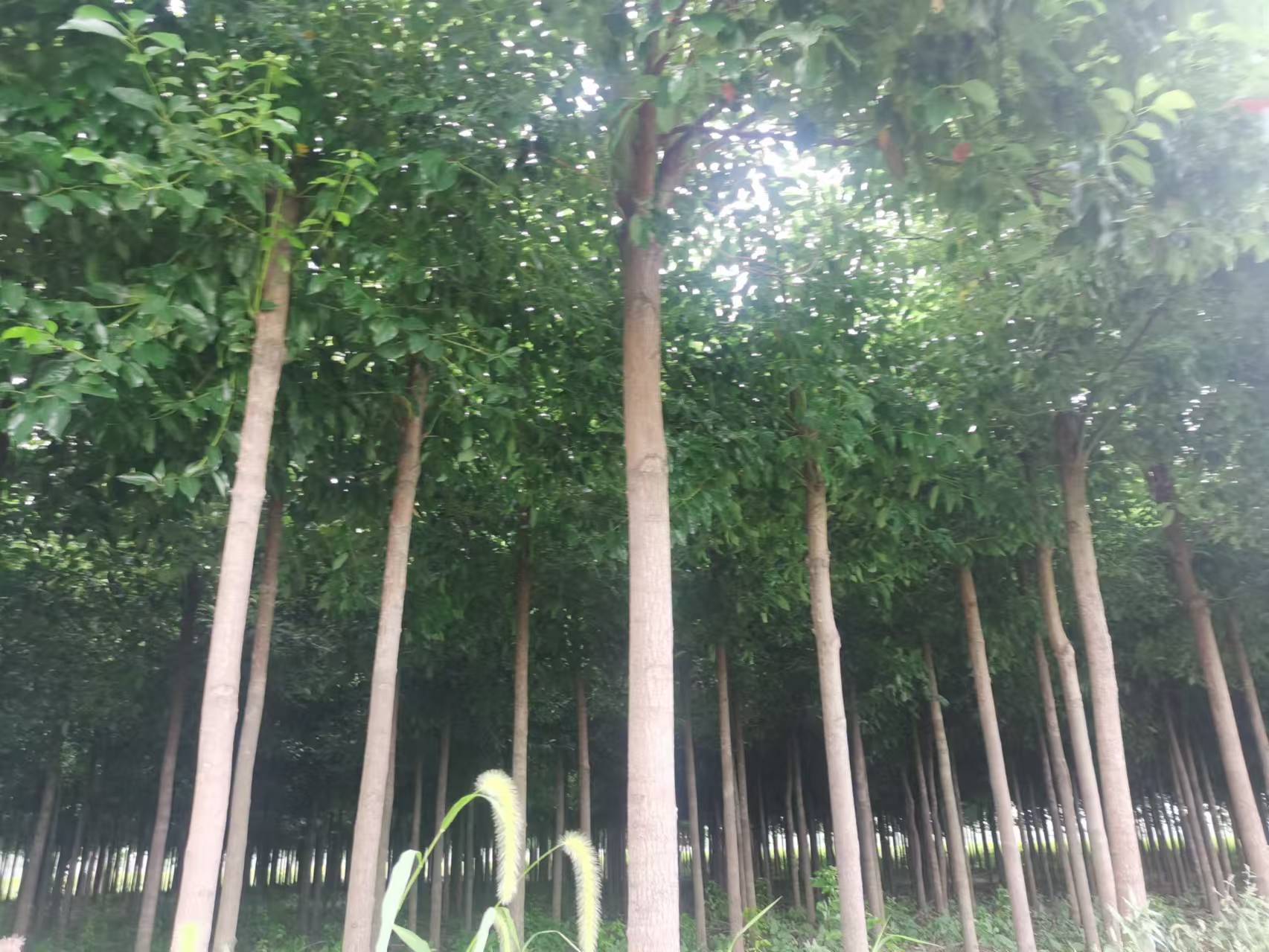 香樟