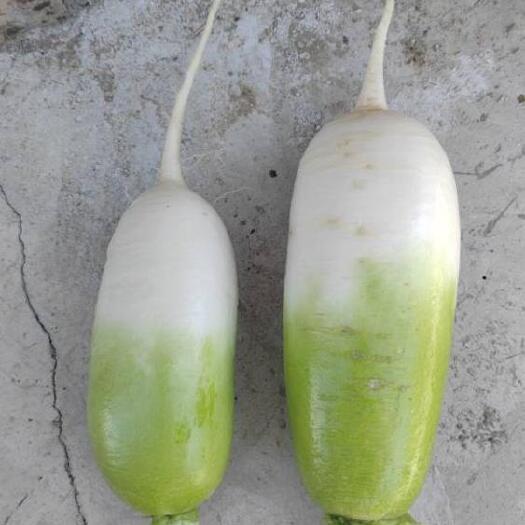定西青萝卜