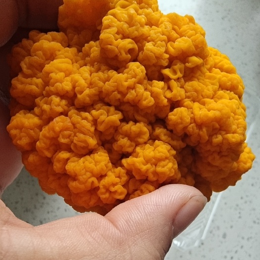 吴桥县金耳