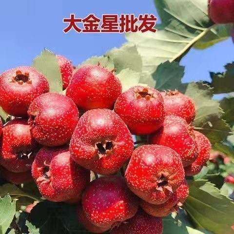 平邑县出售大金星山楂，品质好，价格优惠
