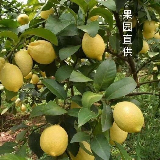 广州香水柠檬