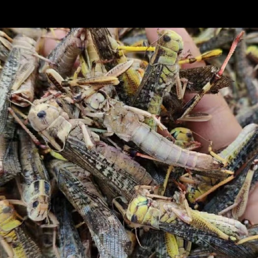 洮南市吉林白城新鲜速冻蚂蚱，干净健康食材 高蛋白虫类特产