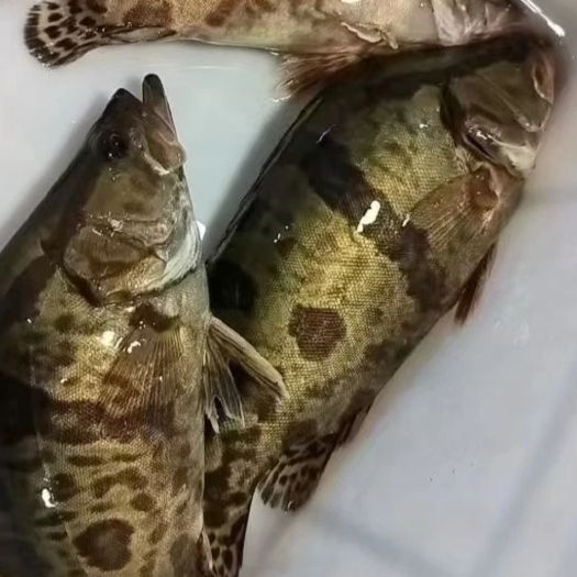 临沭县翘嘴鳜