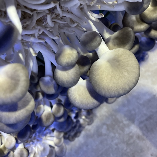 闽侯县秀珍菇