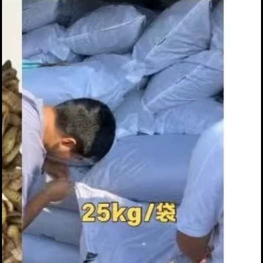深圳黑水虻