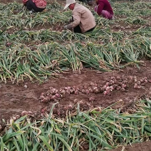 睢县干蒜