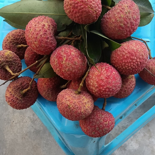 合浦县鸡嘴荔枝
