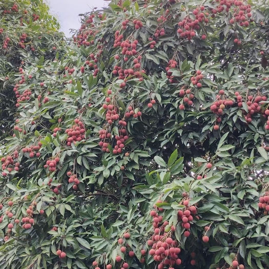 南宁黑叶荔枝