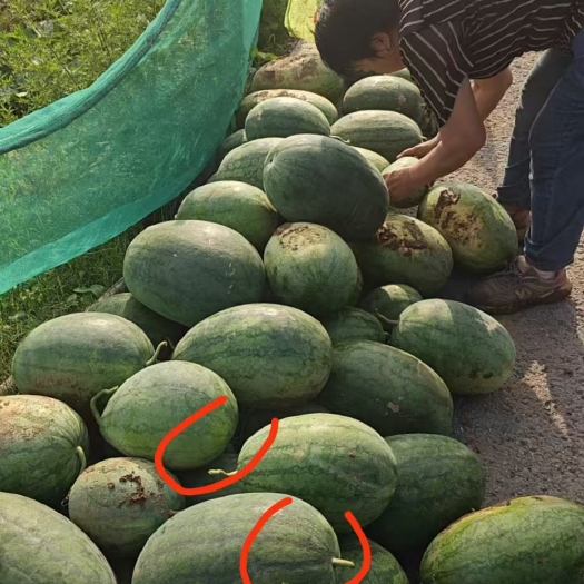 邯郸西瓜