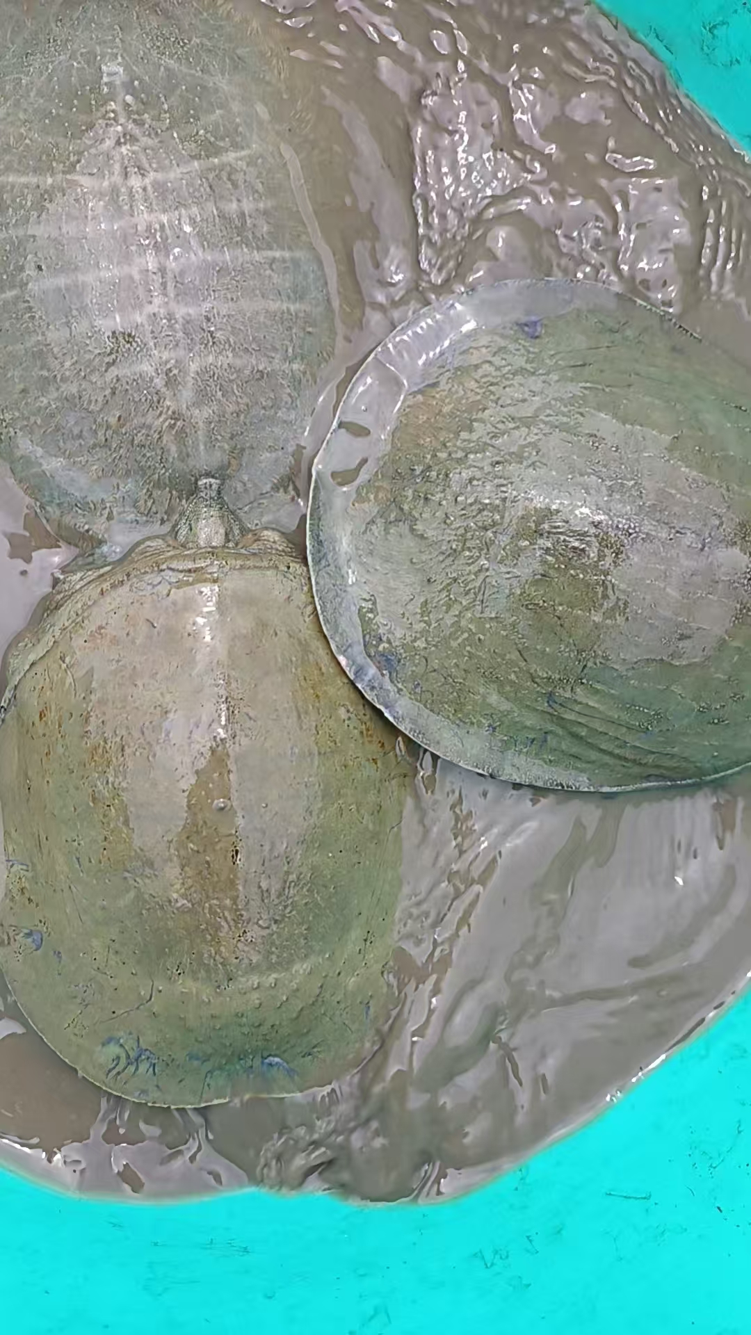 浦北县黄沙鳖