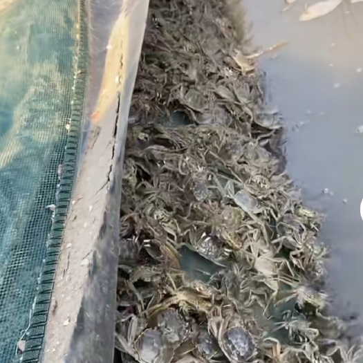 高邮市六月黄大闸蟹