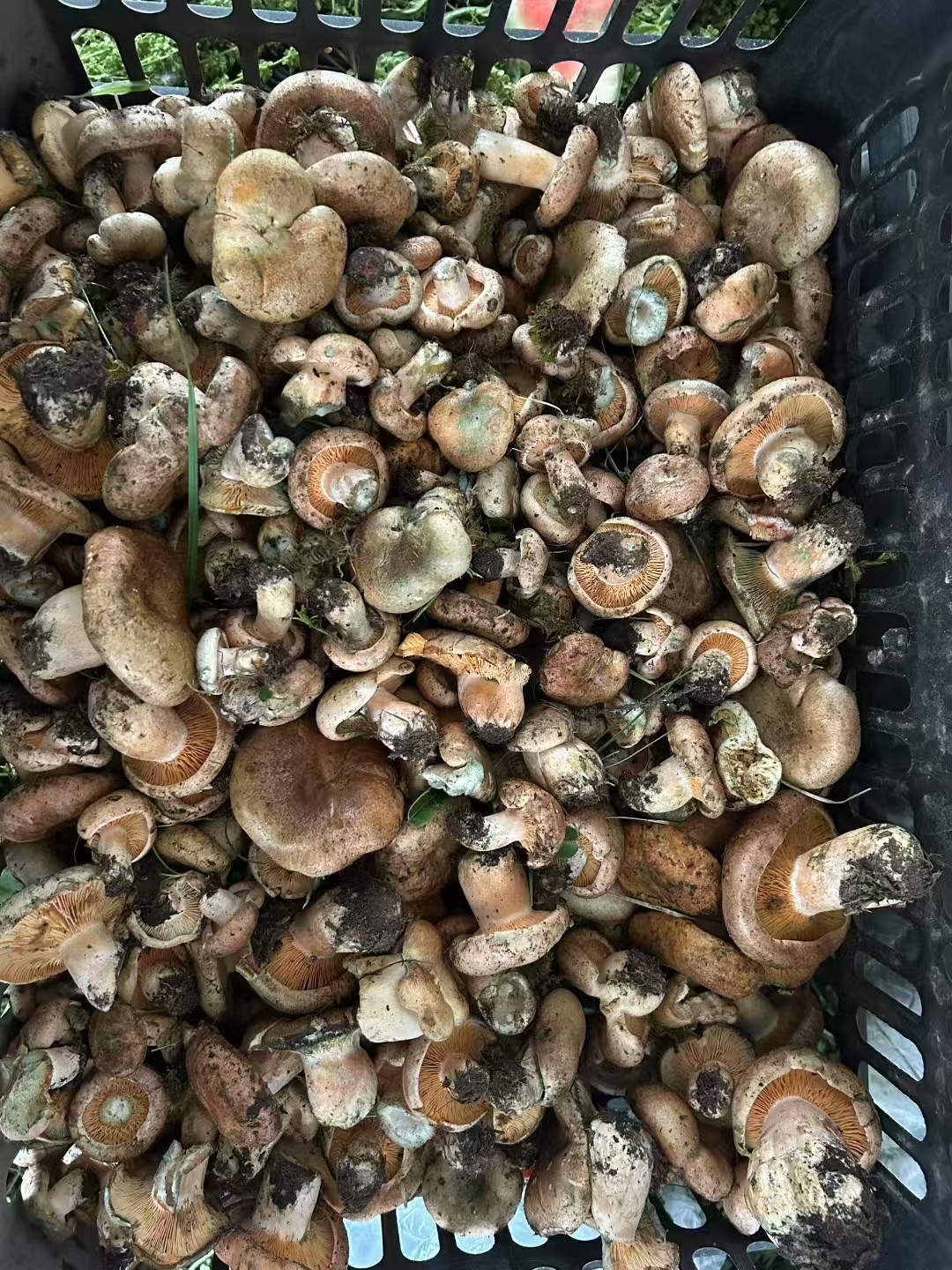松樹菌