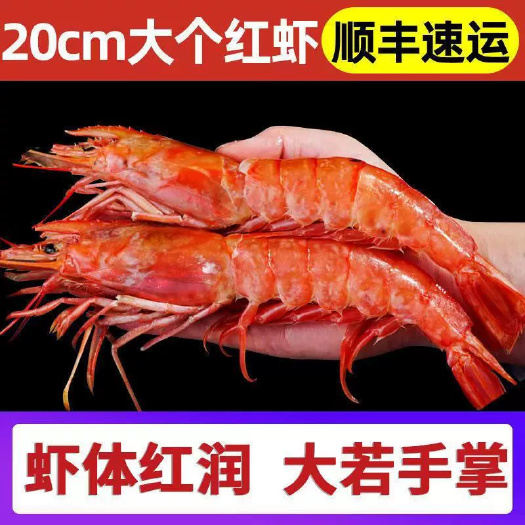 阿根廷红虾 大号L1新鲜超大虾鲜活海捕大虾海鲜水产冷冻大红虾