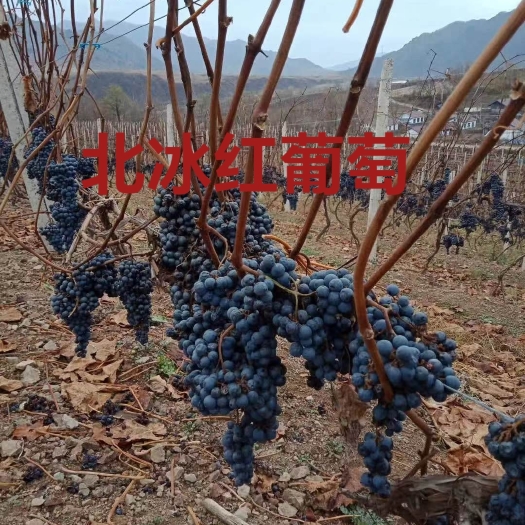 白山北冰红葡萄苗，盆栽北冰红葡萄苗，当年栽苗，当年结果保证质量