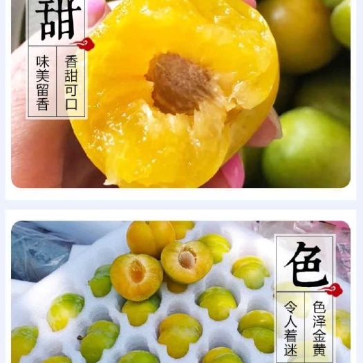 镇宁县蜂糖李