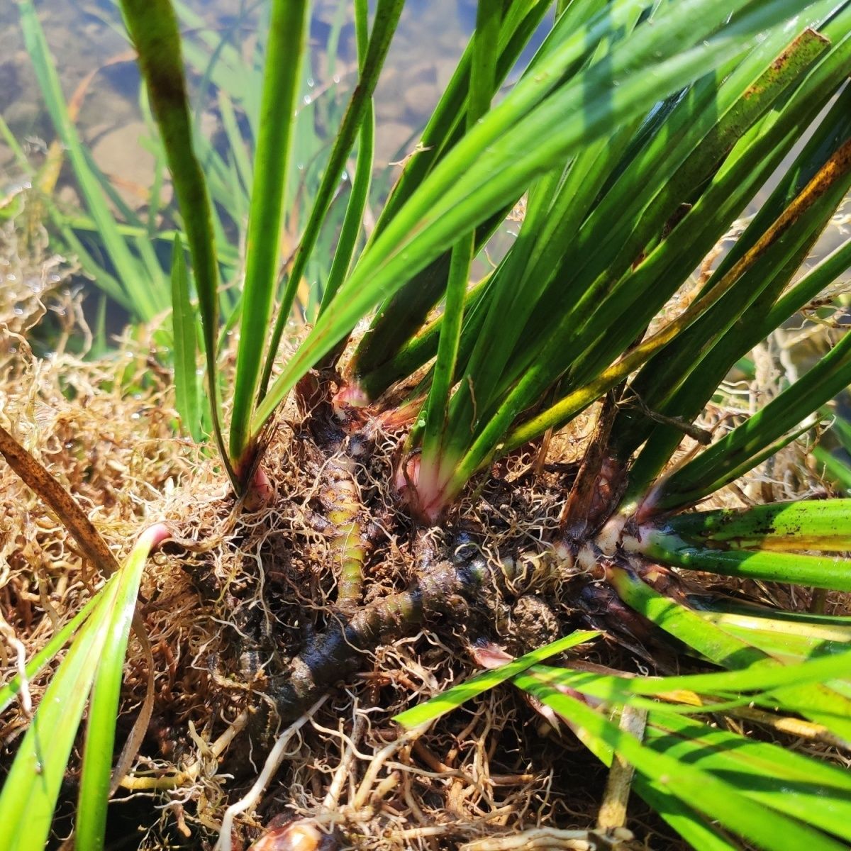 野生水菖蒲苗挺水水生植物端午挂门上水剑草香菖蒲净化水质臭蒲草