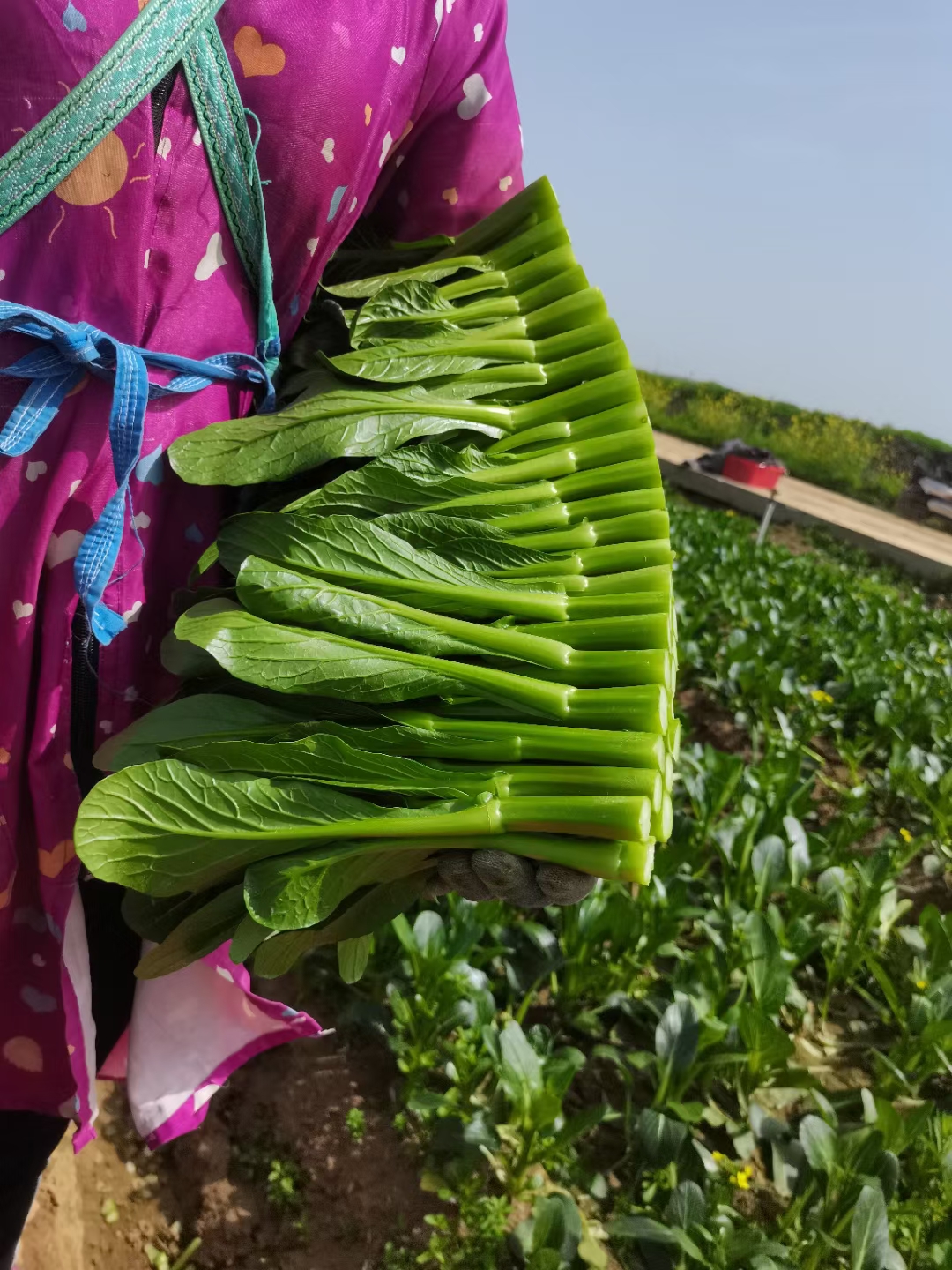 菜心种子大种80天菜心菜场优选宁夏专用茎苔粗大油青味甜可口。