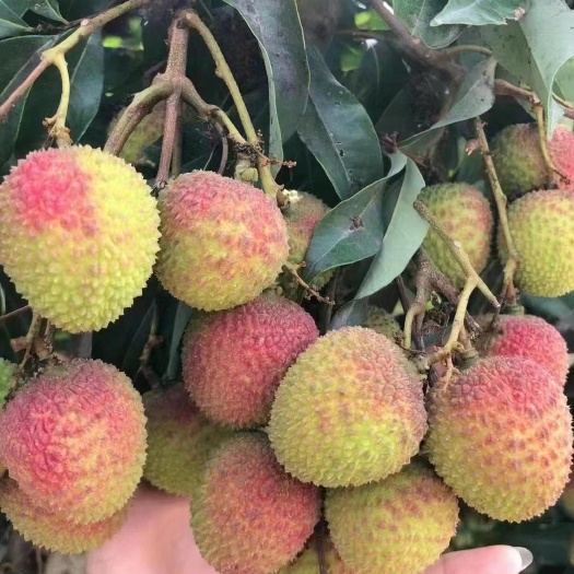 25年高州妃子笑荔枝，现摘现发，