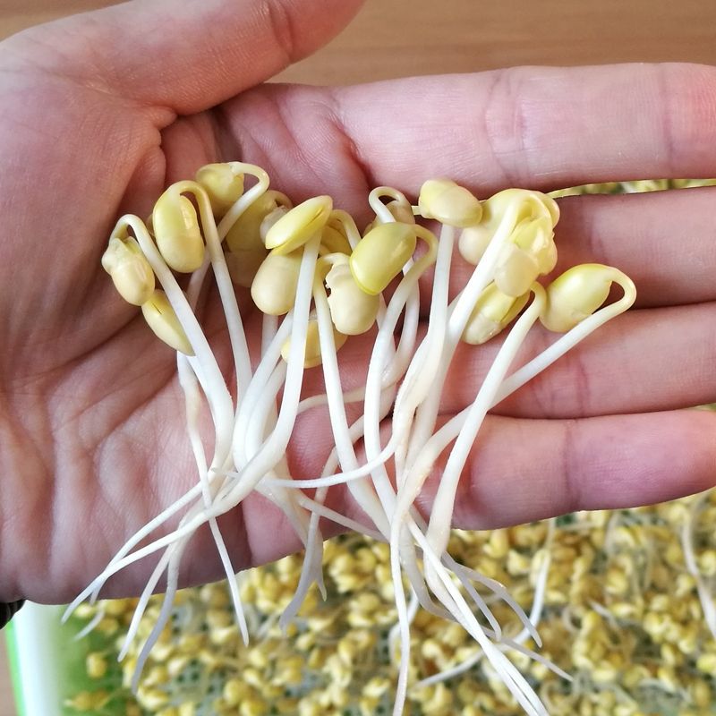 东北小黄豆发豆芽黄豆非转基因古老小黄豆豆浆小黄豆包邮