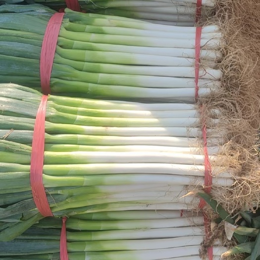 泰安铁杆大葱