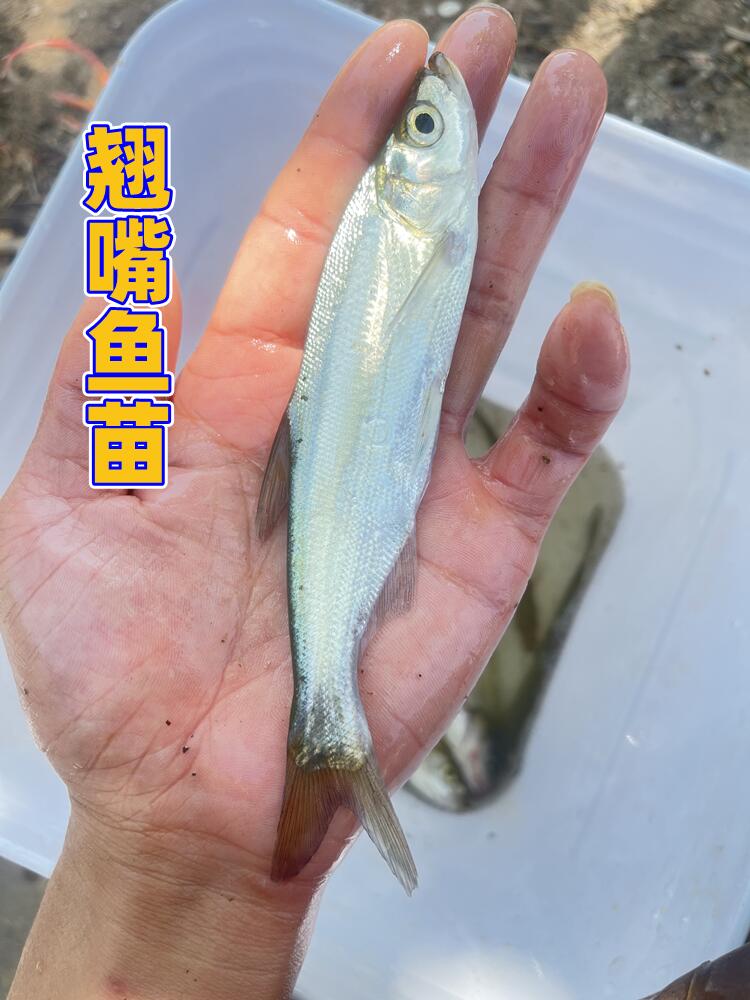 眉山翘嘴鱼苗   翘壳鱼苗基地直供，提供技术指导