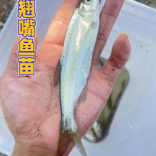 眉山翘嘴鱼苗   翘壳鱼苗基地直供，提供技术指导