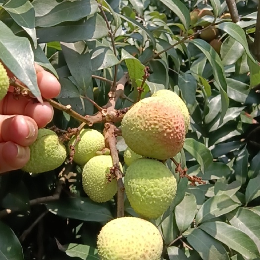 灵山县三月红