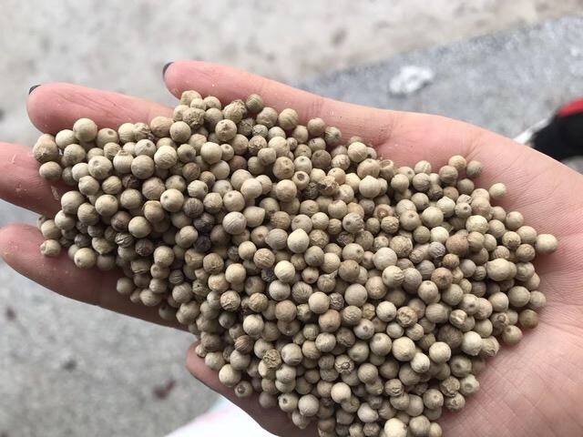 万宁市自家产的胡椒