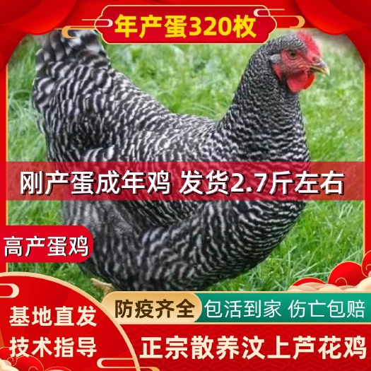 嘉祥县成年芦花鸡