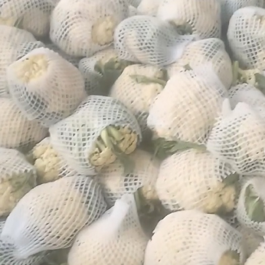昌黎县花菜，散菜花，产地直销，欢迎来电咨询
