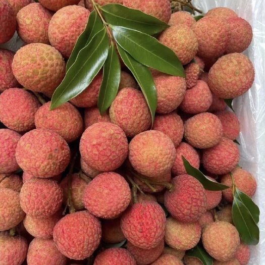 高州市白糖罂荔枝