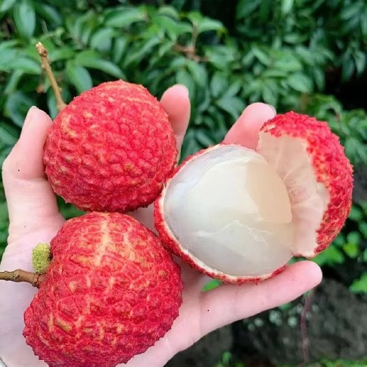 惠东县黑叶荔枝新鲜现摘当季鲜荔枝孕妇水果非桂花白糖罂妃子笑一整箱