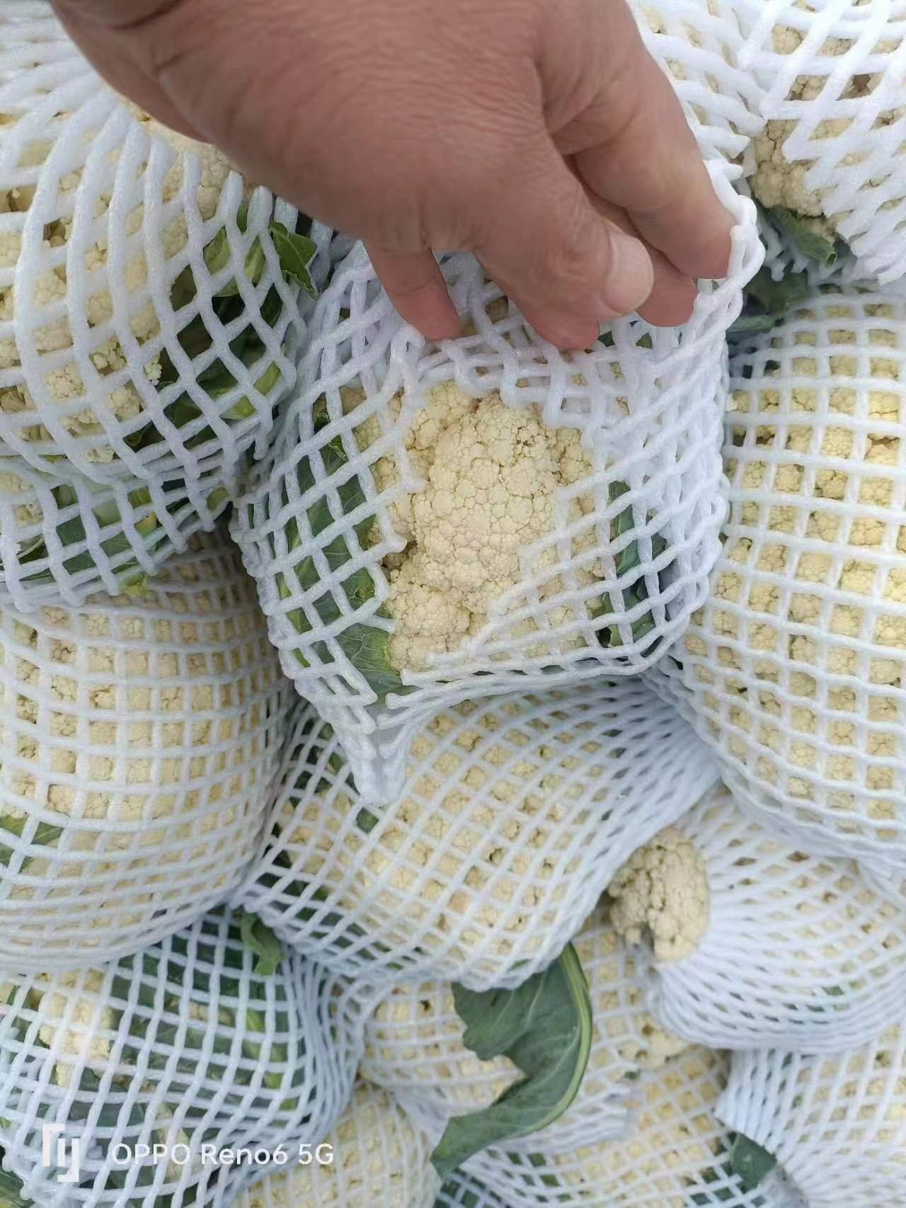 花菜 河南开封花菜 青梗白面，散花原产地直发，品质保证