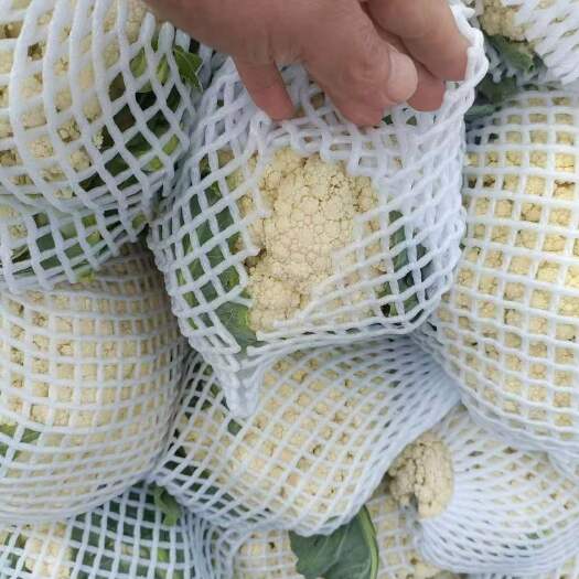 通许县花菜 河南开封花菜 青梗白面，散花原产地直发，品质保证