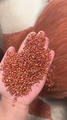 东莞市澳梁阿梁玉米批发